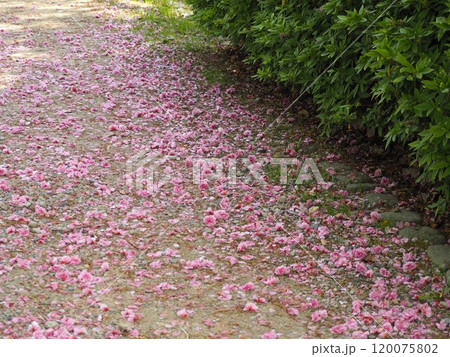 春の風景　地面に散った桜の花びら 120075802