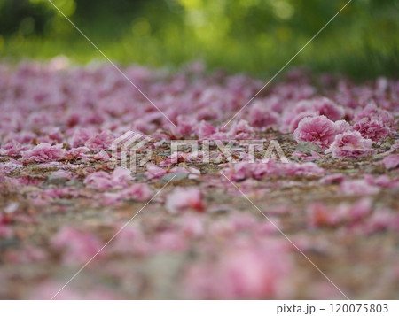 春の風景 地面に散った桜の花びら 春の風景 地面に散った桜の花びら 120075803