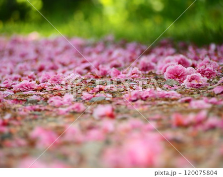 春の風景　地面に散った桜の花びら 120075804