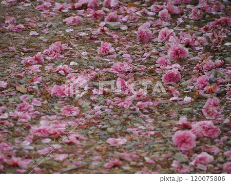 春の風景 地面に散った桜の花びら 春の風景 地面に散った桜の花びら 120075806