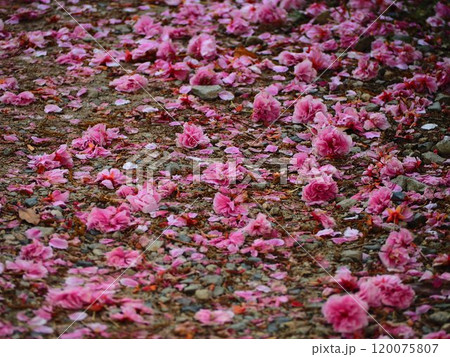 春の風景 地面に散った桜の花びら 春の風景 地面に散った桜の花びら 120075807