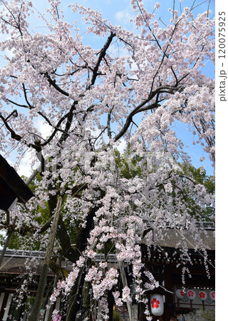 京都の桜 満開の枝垂れ桜の魁桜 京都の桜 満開の枝垂れ桜の魁桜 120075925
