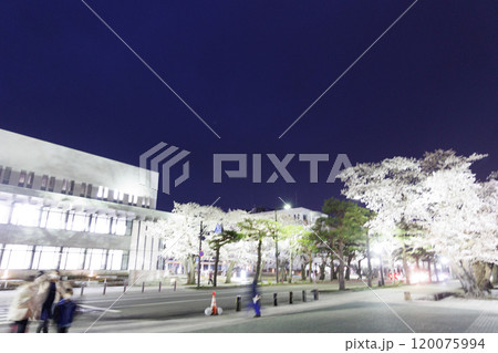 十和田官庁街の夜桜（青森県十和田市） 120075994