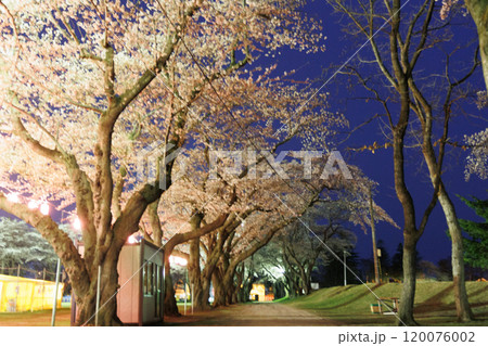 十和田官庁街の夜桜(青森県十和田市) 十和田官庁街の夜桜(青森県十和田市) 120076002