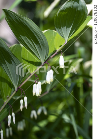 春に咲く白い花アマドコロ 120076102