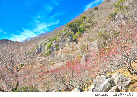 関東・湯河原梅林・幕山の軽い山登りのご褒美、最高地点から眺める絶景・神奈川県湯河原町(3) 関東・湯河原梅林・幕山の軽い山登りのご褒美、最高地点から眺める絶景・神奈川県湯河原町(3) 120077103