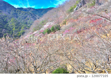 関東・湯河原梅林・幕山の軽い山登りのご褒美、最高地点から眺める絶景・神奈川県湯河原町(4) 120077105