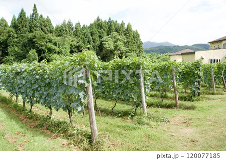 綺麗に並んだぶどう畑の風景 120077185