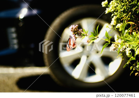 海岸の駐車場に咲いた花にとまった旅するチョウのアサギマダラ 120077461
