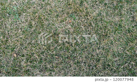 green lawn with dry grass blades top view full frame, fragment of autumn or spring lawn with partially dried grass, lawn condition with watering deficit 120077948
