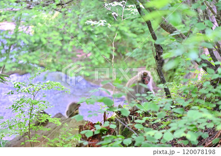 日光に住む野生の猿 栃木県・奥日光 日光に住む野生の猿 栃木県・奥日光 120078198