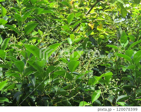 これから濃い紫色に熟するネズミモチの実 120078399