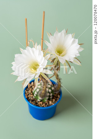 Easter lily cactus in bloom. White flowers of Echinopsis subdenudata. 120078470