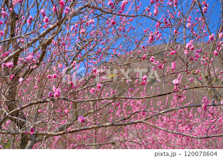 関東・湯河原梅林・梅の花を飛び回り蜜を吸うメジロ、春を満喫する和の風景・神奈川県湯河原町(2) 関東・湯河原梅林・梅の花を飛び回り蜜を吸うメジロ、春を満喫する和の風景・神奈川県湯河原町(2) 120078604