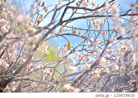 関東・湯河原梅林・梅の花を飛び回り蜜を吸うメジロ、春を満喫する和の風景・神奈川県湯河原町(8) 関東・湯河原梅林・梅の花を飛び回り蜜を吸うメジロ、春を満喫する和の風景・神奈川県湯河原町(8) 120078610