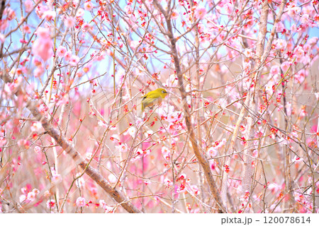 関東・湯河原梅林・梅の花を飛び回り蜜を吸うメジロ、春を満喫する和の風景・神奈川県湯河原町(12) 関東・湯河原梅林・梅の花を飛び回り蜜を吸うメジロ、春を満喫する和の風景・神奈川県湯河原町(12) 120078614