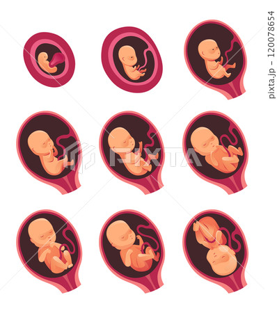 Embryonic month stage growth, fetal development vector flat infographic icons. Medical illustration of foetus cycle from 1 to 9 month to birth Embryonic month stage growth, fetal development vector flat infographic icons. Medical illustration of foetus cycle from 1 to 9 month to birth 120078654
