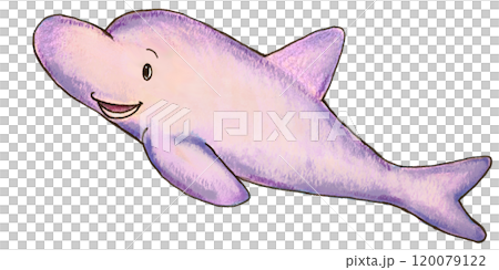 看起來像繪本裡的海豚 看起來像繪本裡的海豚 120079122