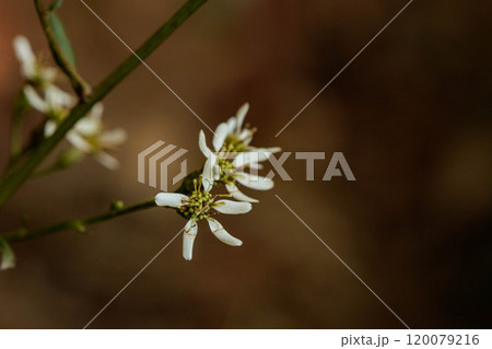 森の中に咲くシラヤマギクの白い花 120079216