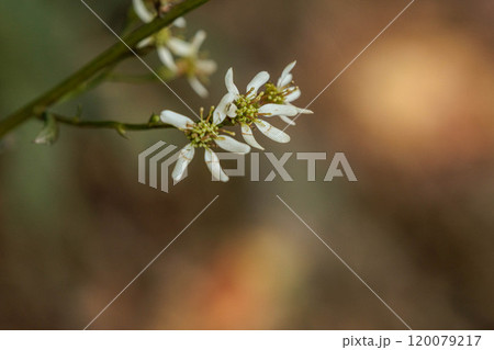 森の中に咲くシラヤマギクの白い花 120079217