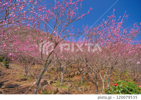 関東・湯河原梅林・梅の宴、梅の花のイメージ、梅らしい紅色の梅の花・神奈川県湯河原町(2) 関東・湯河原梅林・梅の宴、梅の花のイメージ、梅らしい紅色の梅の花・神奈川県湯河原町(2) 120079535
