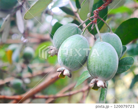 フェイジョアの実 120079723