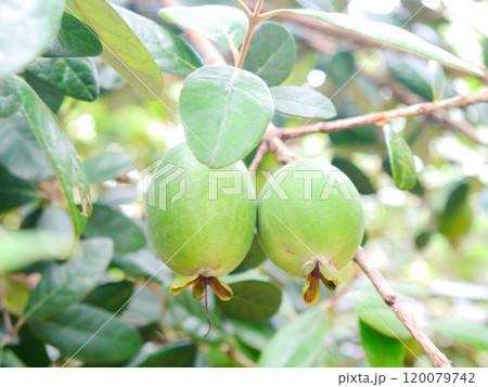 フェイジョアの実 120079742