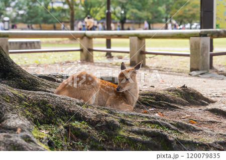日本の観光地 奈良(興福寺、五重塔、奈良公園) 日本の観光地 奈良(興福寺、五重塔、奈良公園) 120079835