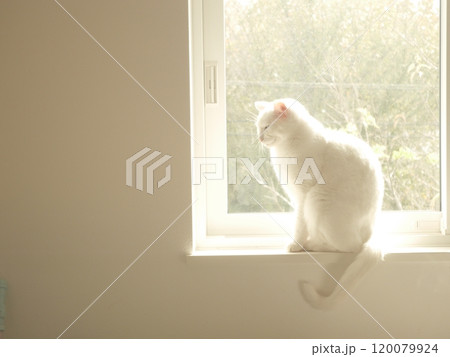 窓辺に座る白猫 窓辺に座る白猫 120079924
