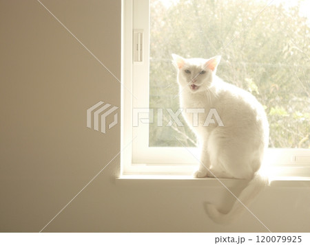 窓辺に座る白猫 120079925