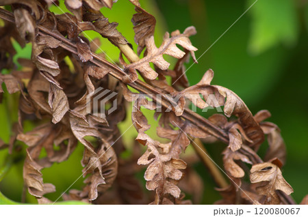 枯れたコゴミの葉 120080067