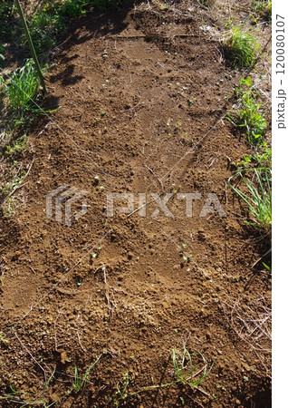 【11月】大根の芽（種まきから1週間後）　撮影場所：家庭菜園（神奈川県大和市） 120080107