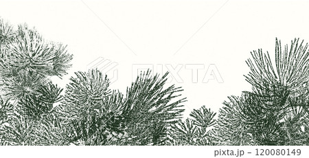 Background for Christmas with pine needles and small pine cones Background for Christmas with pine needles and small pine cones 120080149