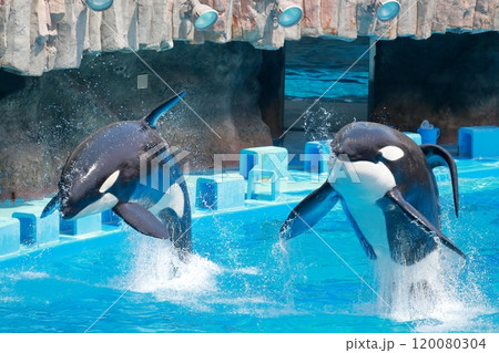 シャチ 水面からジャンプする海の王者 シャチ 水面からジャンプする海の王者 120080304