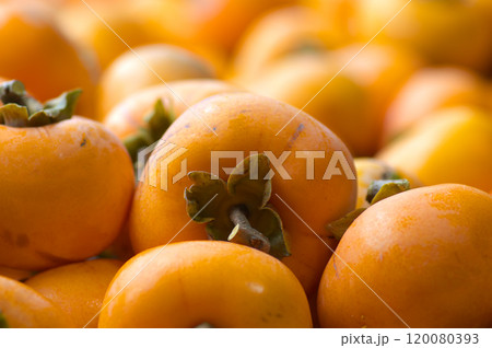 収穫された大量の柿の実 120080393