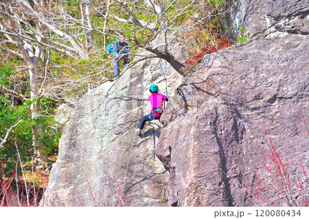 関東・湯河原梅林・ロッククライミングでも有名な、満開の梅林の幕山公園・神奈川県湯河原町(1) 関東・湯河原梅林・ロッククライミングでも有名な、満開の梅林の幕山公園・神奈川県湯河原町(1) 120080434