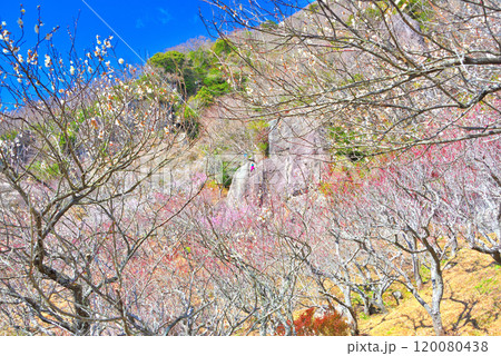 関東・湯河原梅林・ロッククライミングでも有名な、満開の梅林の幕山公園・神奈川県湯河原町(5) 120080438