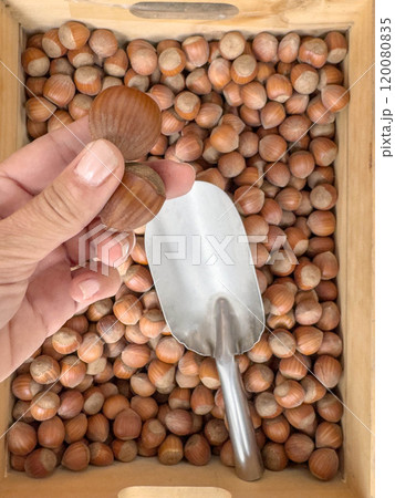 hand picks hazelnuts over blurred scoop spoon on nuts background at market. hand picks hazelnuts over blurred scoop spoon on nuts background at market. 120080835