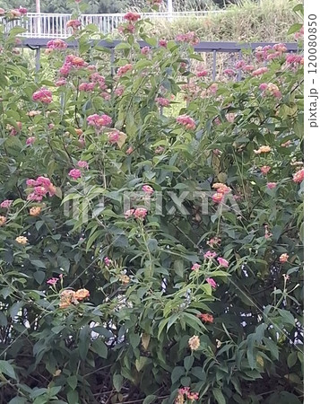 花 フラワー お花 120080850