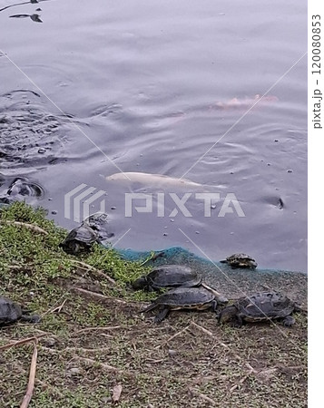 自然 天然 ナチュラル 120080853