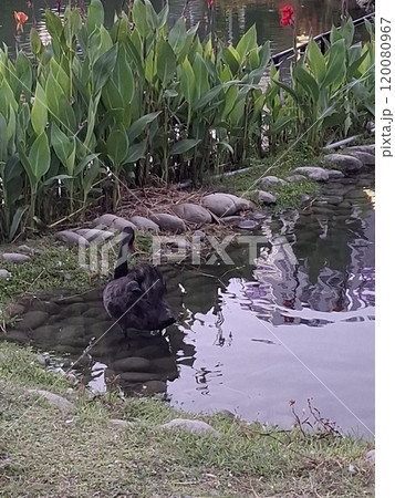 景色 風景 自然 120080967