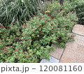 緑のある景色 120081160