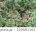 街中の自然 120081161