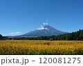 青空に映えるキバナコスモスの花畑と富士山 120081275