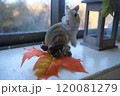 紅葉を眺めるリス 120081279