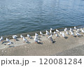 集まったユリカモメ 120081284