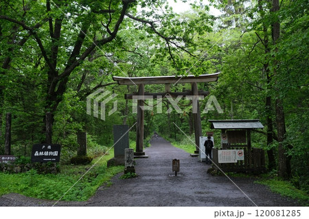 戸隠神社の鳥居 120081285