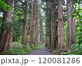 杉の木が並ぶ参道 120081286