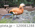 アカツクシガモ 120081288