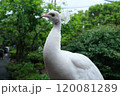 白い孔雀 120081289